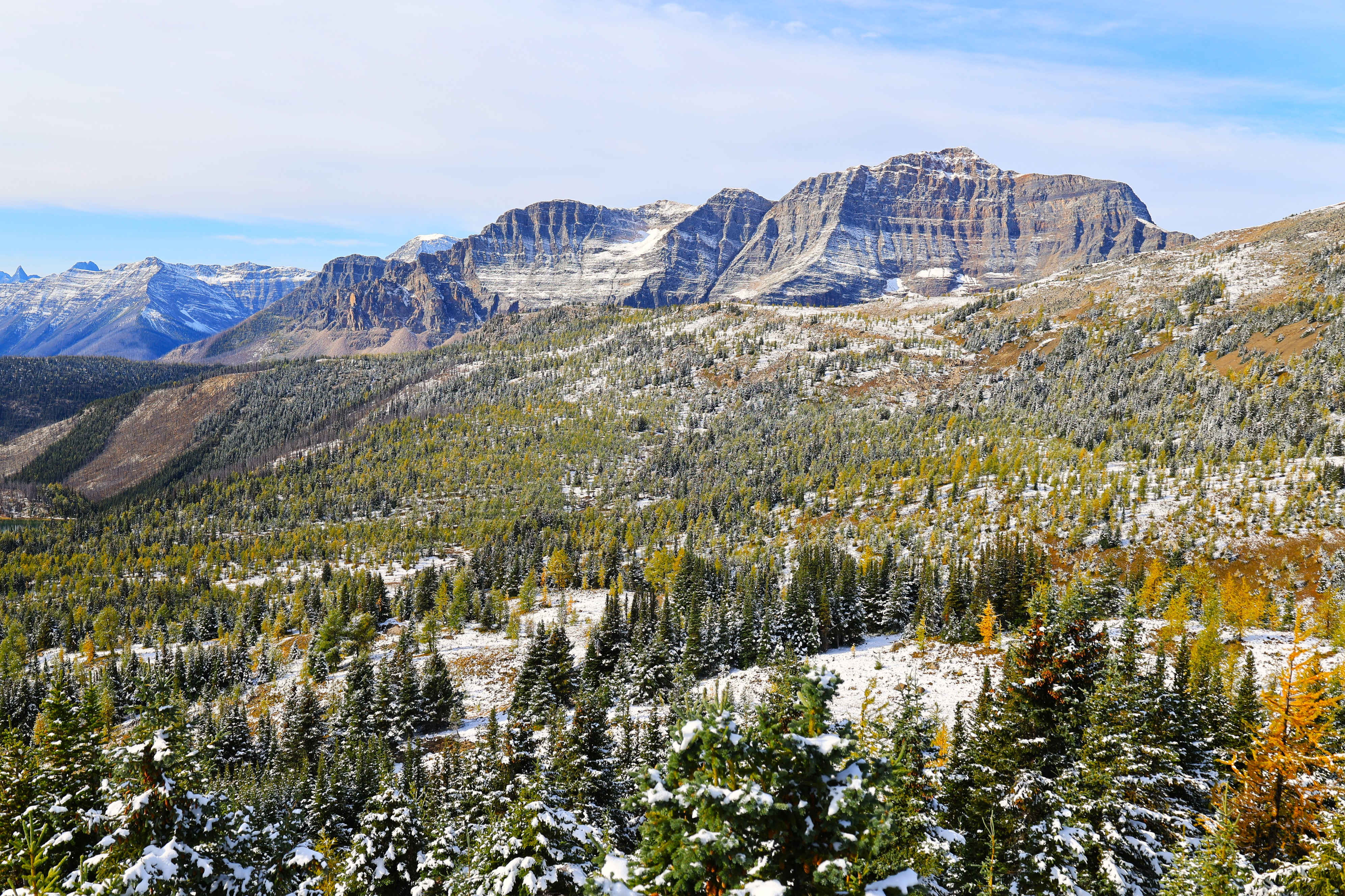 Sunshine Meadows